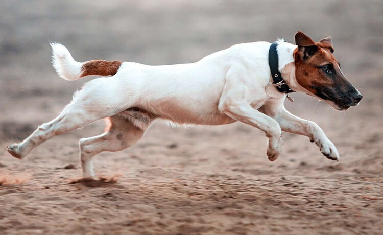 Fox Terrier (Smooth)